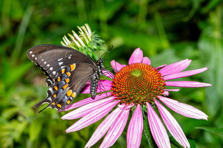 a close up of two flowers and two erflies on it