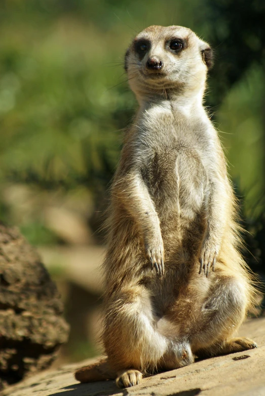 a small meerkat is standing on two feet