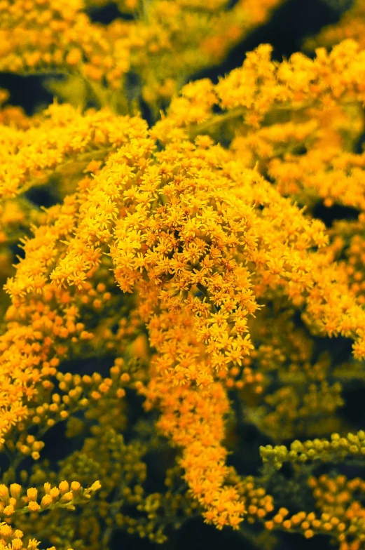 yellow flowers that are on top of a plant