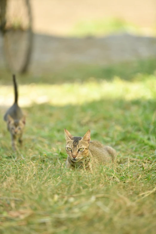 two cats walk in the grass in a yard