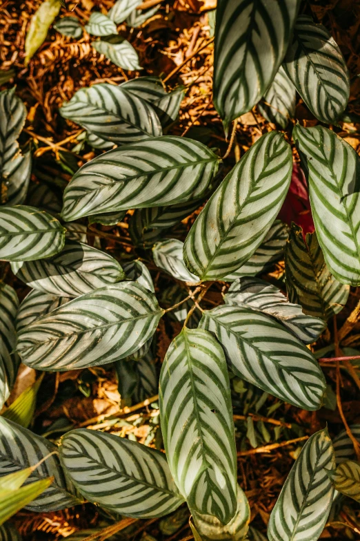 striped green and white leaves on the ground