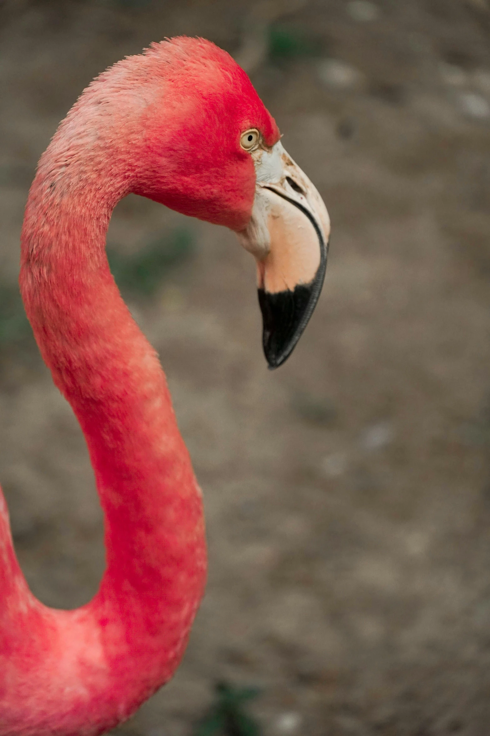 a pink flamingo standing in the middle of dirt