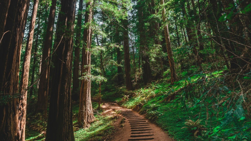 dirt path surrounded by tall trees in forest