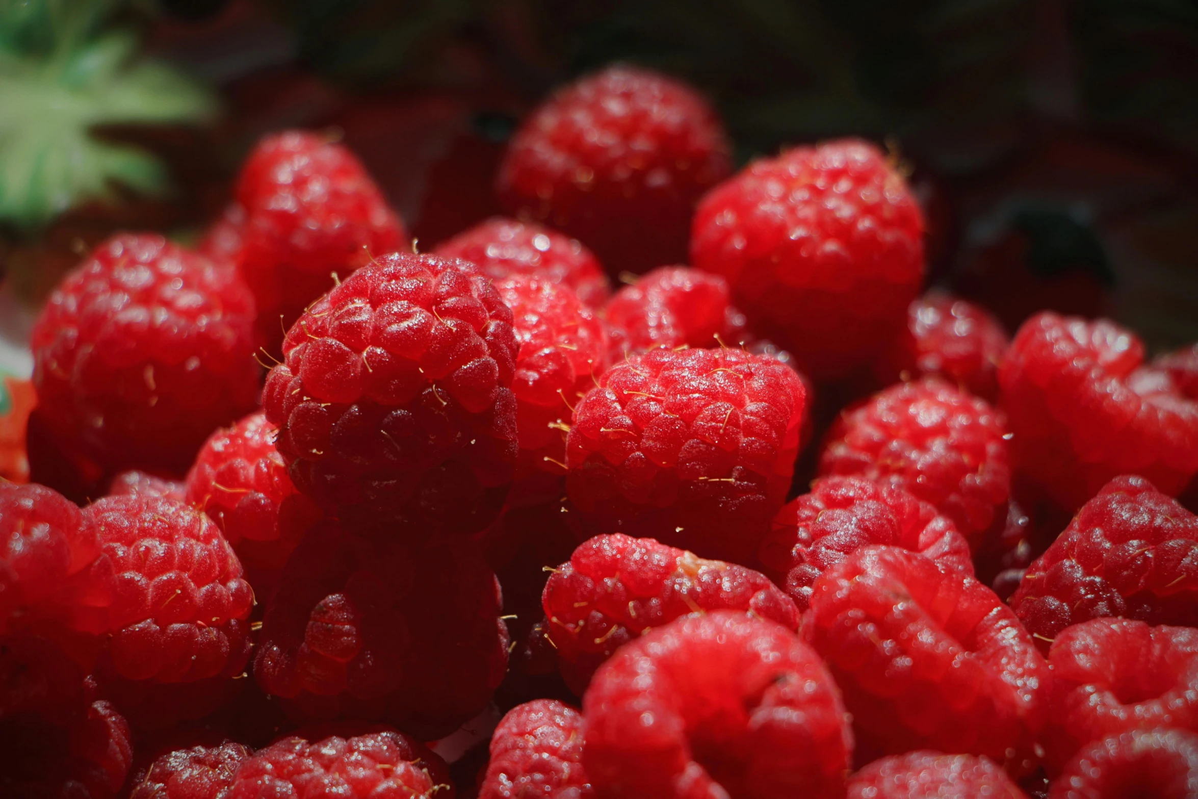 the large red berries are ready to be eaten