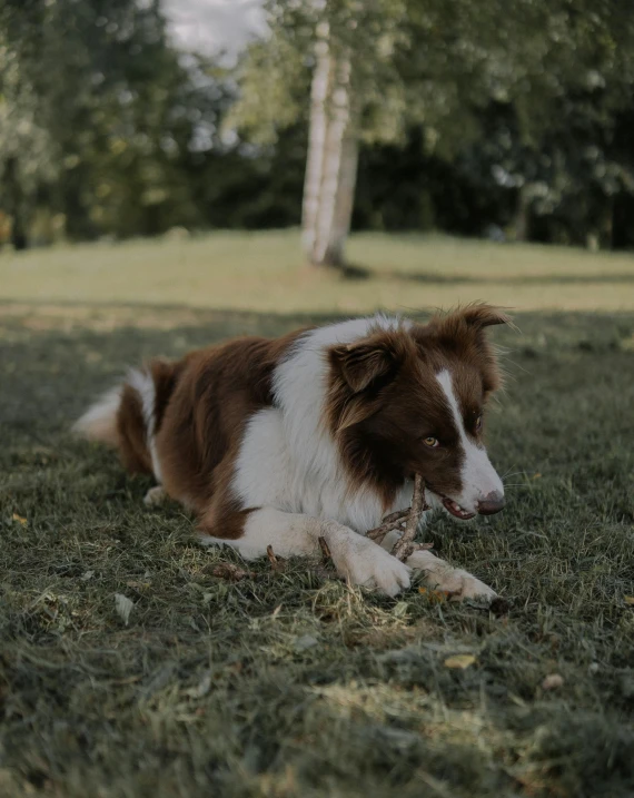 a dog that is laying down in the grass