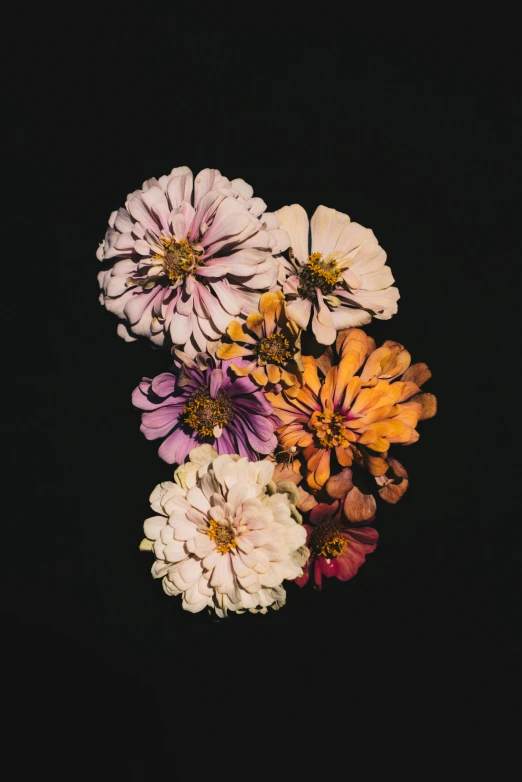 close up of flowers on black background with a dark backdrop