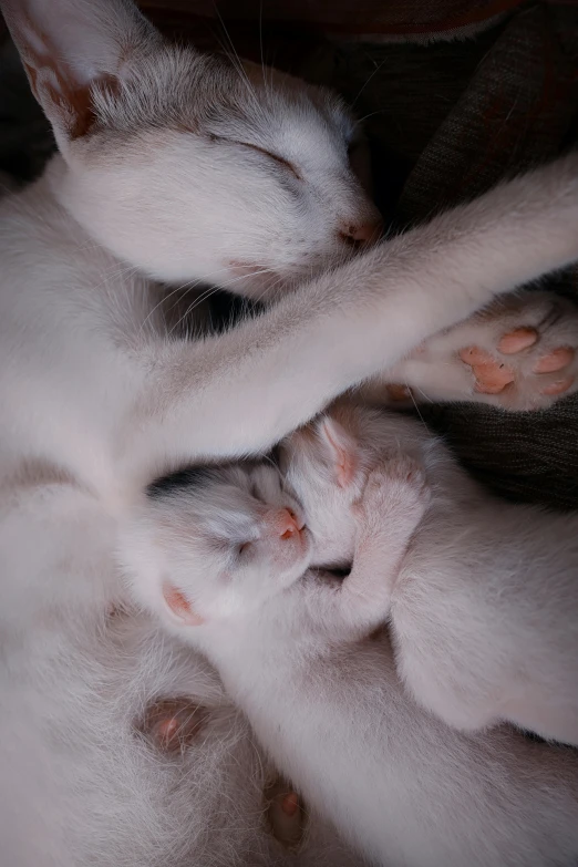 several kittens are playing together with one another