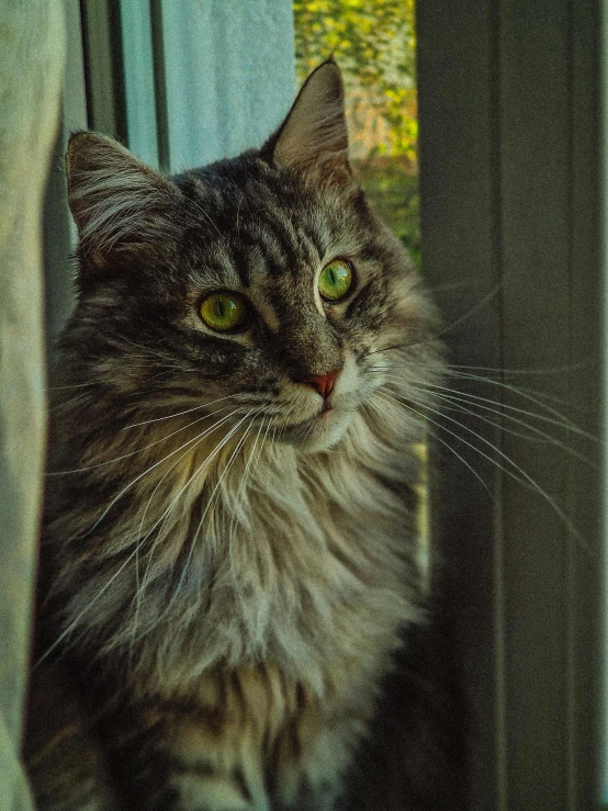 a cat sitting in the middle of a room looking out a window