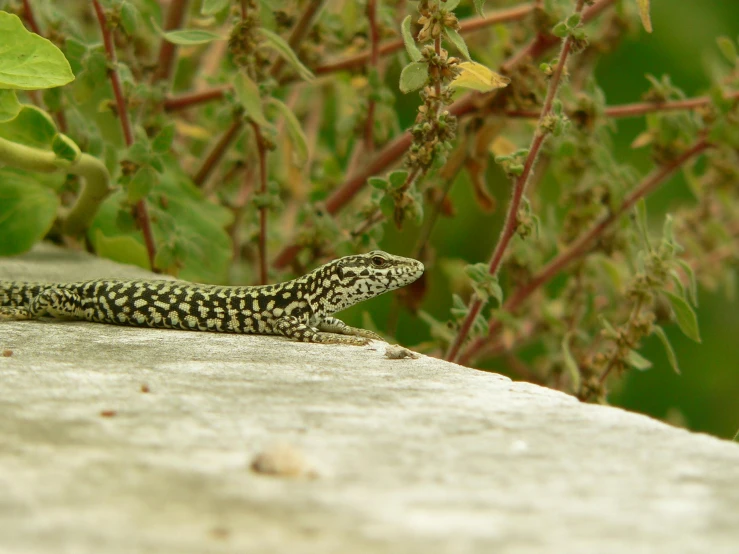 a lizard sitting on a ledge outside with the sun shining