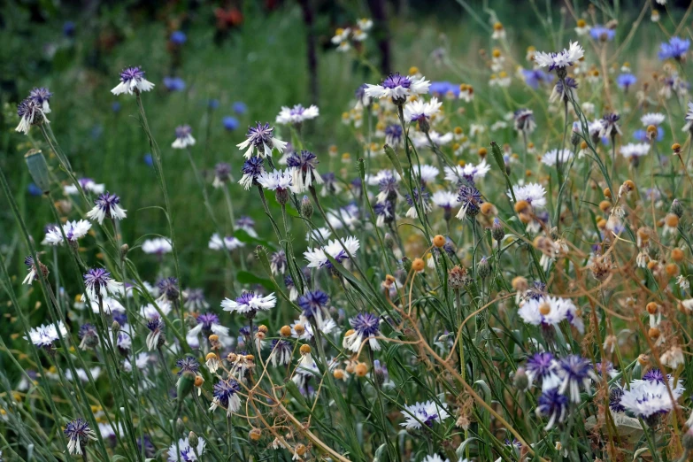 a patch of flowers in the middle of grass