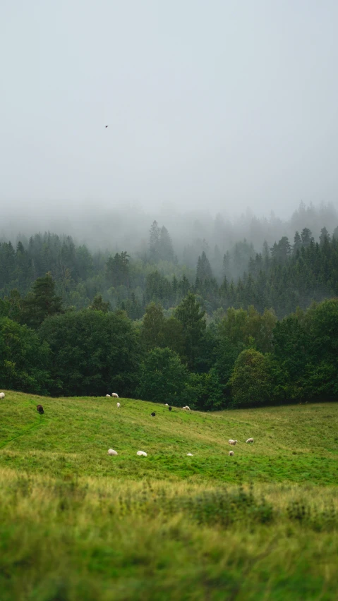 green fields with trees on them and fog rolling in