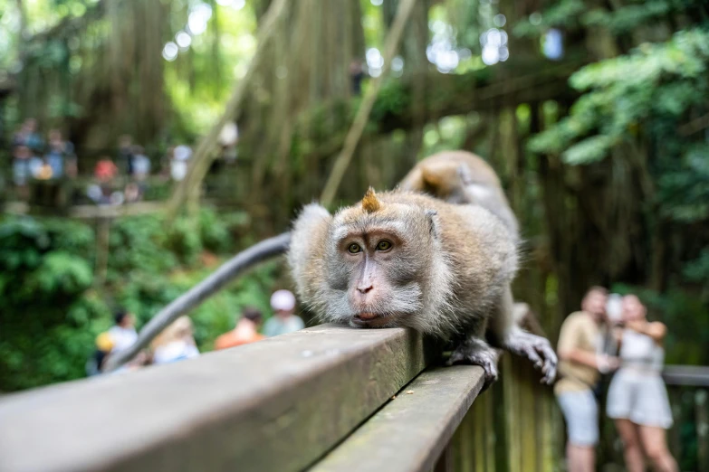 the monkey is hanging out on the ledge of the railing