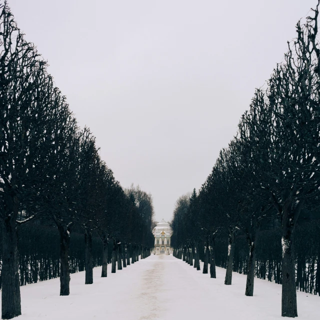 trees line the pathway on the snowy day