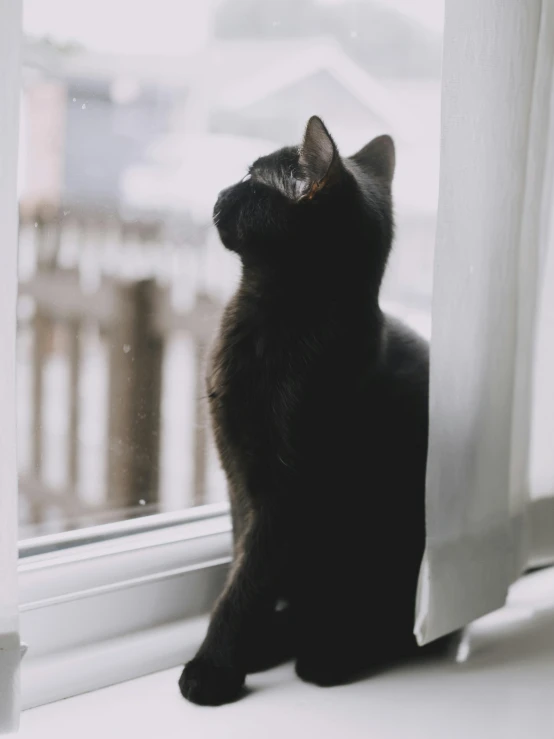 black cat sitting and staring out the window