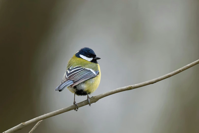 a small bird perched on top of a wooden nch