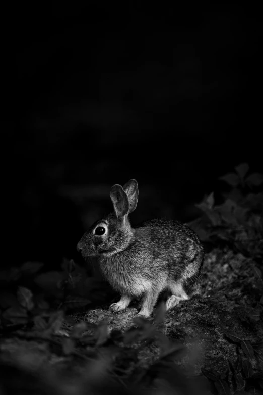 a black and white po of a small rabbit in the dark