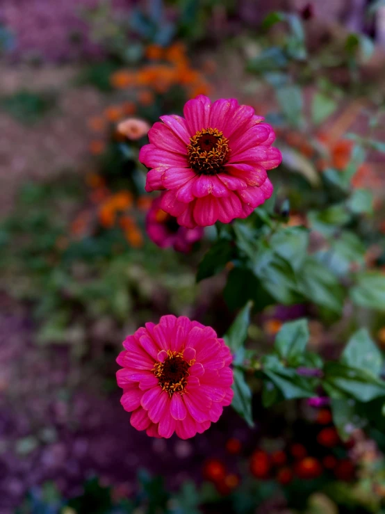 three large pink flowers in a field