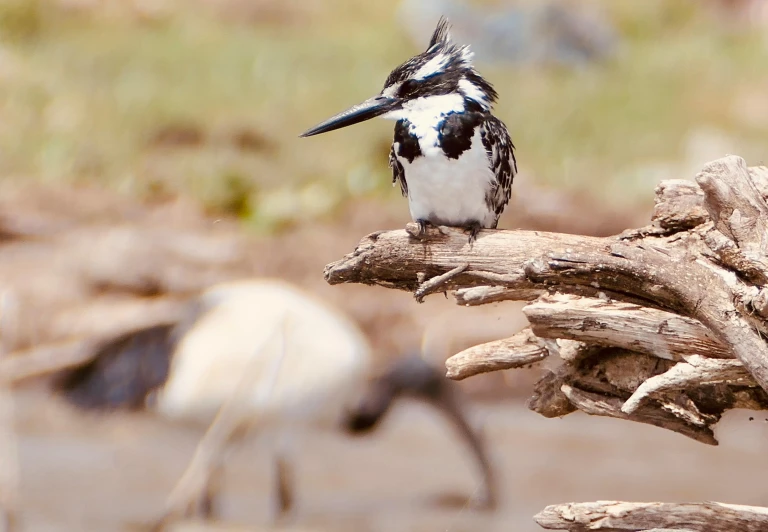 a small black and white bird is sitting on a tree nch