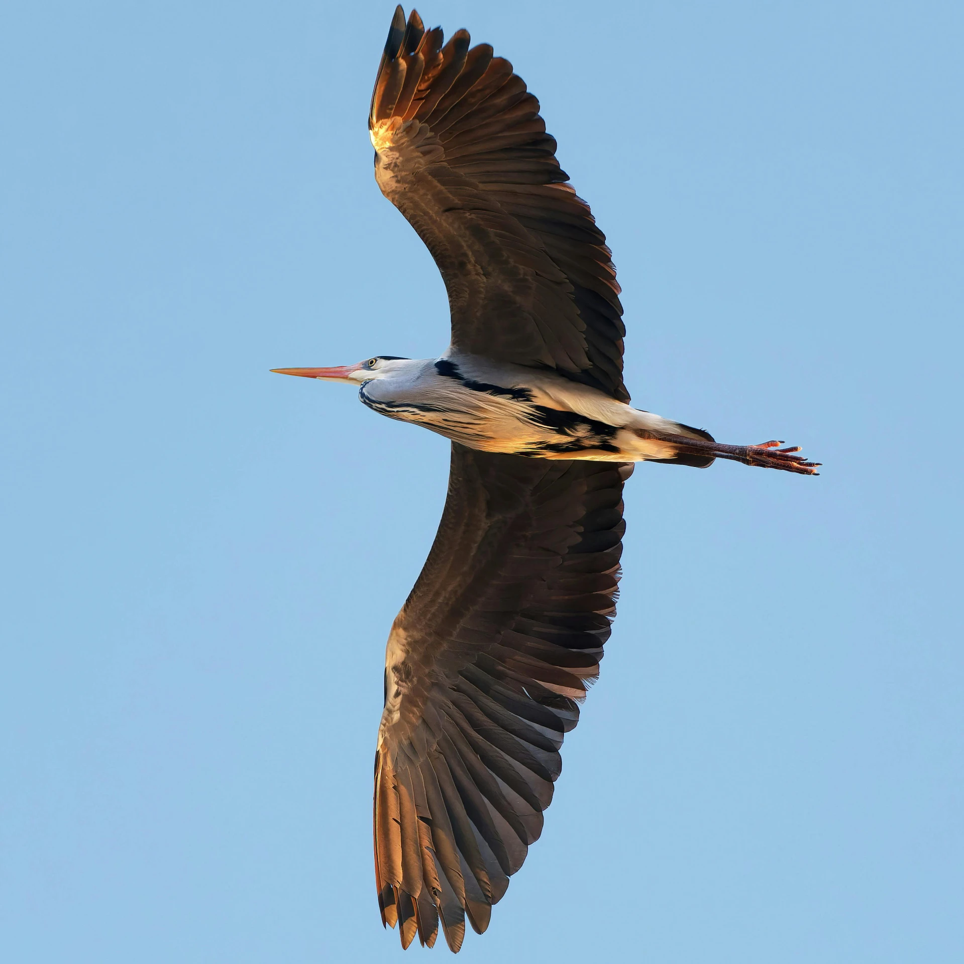 there is a bird with its wings open flying