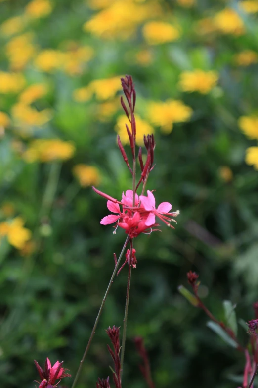 a pink flower that is sitting on a stalk