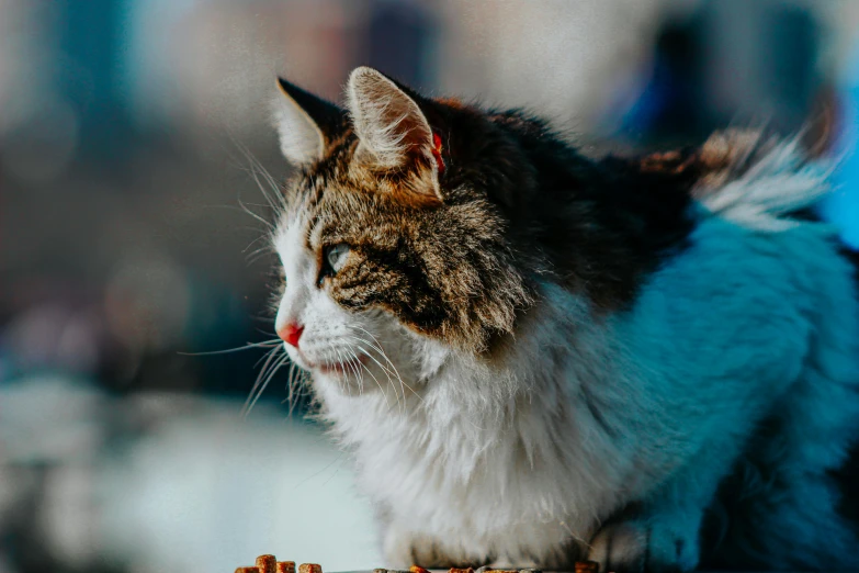 a cat is sitting on a railing by itself