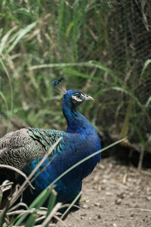 a blue bird with a black head stands in grass