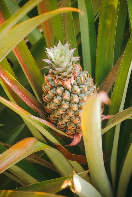 a single pineapple in some leaves that are still alive