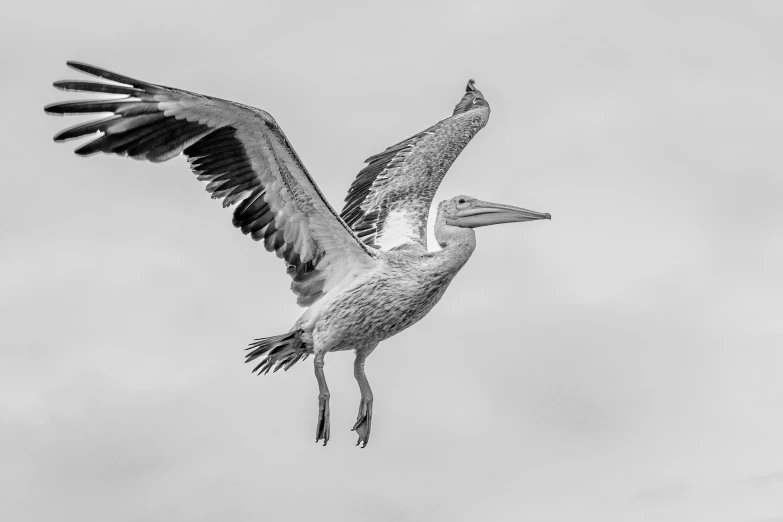 black and white po of two pelicans in flight