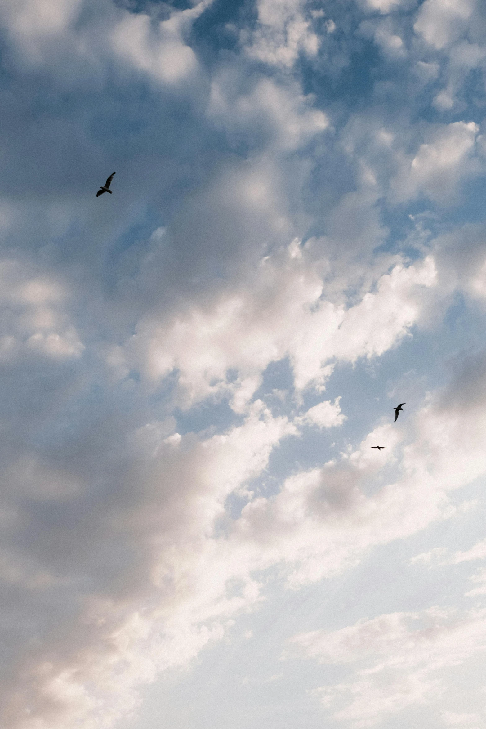 a flock of birds flying high up in the sky