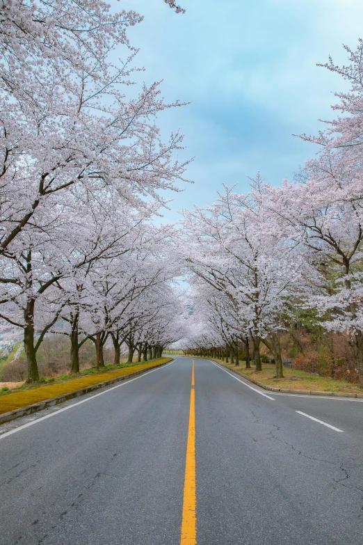 an empty road and a couple trees lined with cherry blossom