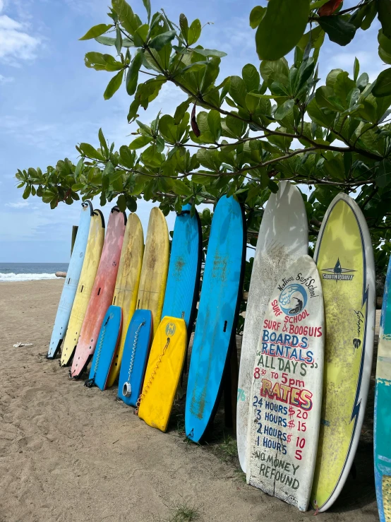 rows of surfboards propped up against the tree near the water