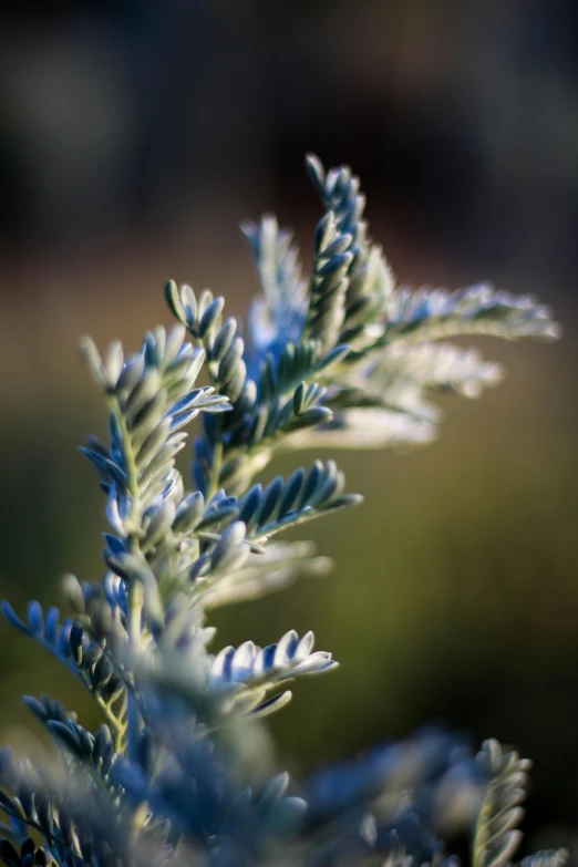 a plant is shown in closeup with blue and white flowers