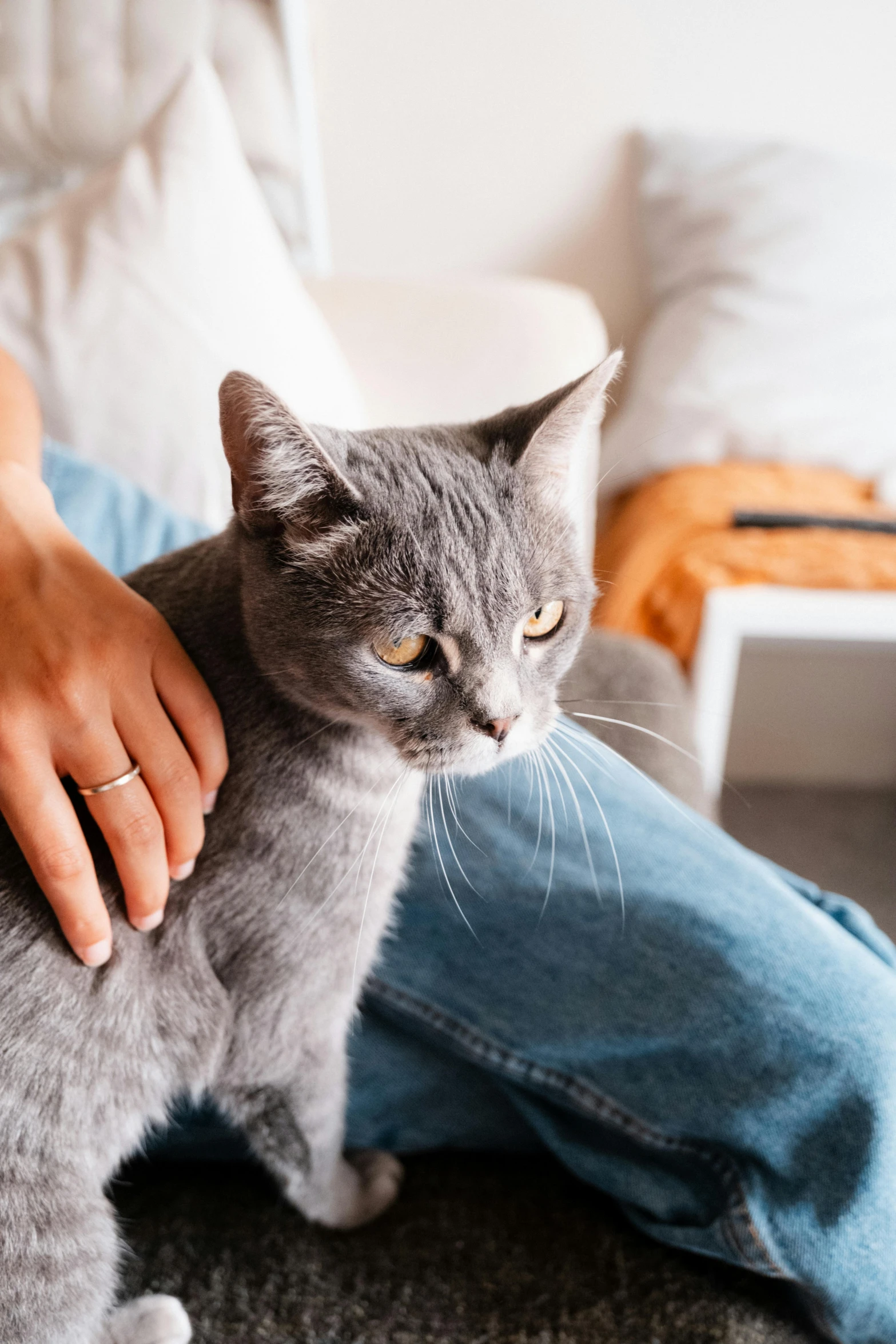 a cat is being petted by someone with a white bed