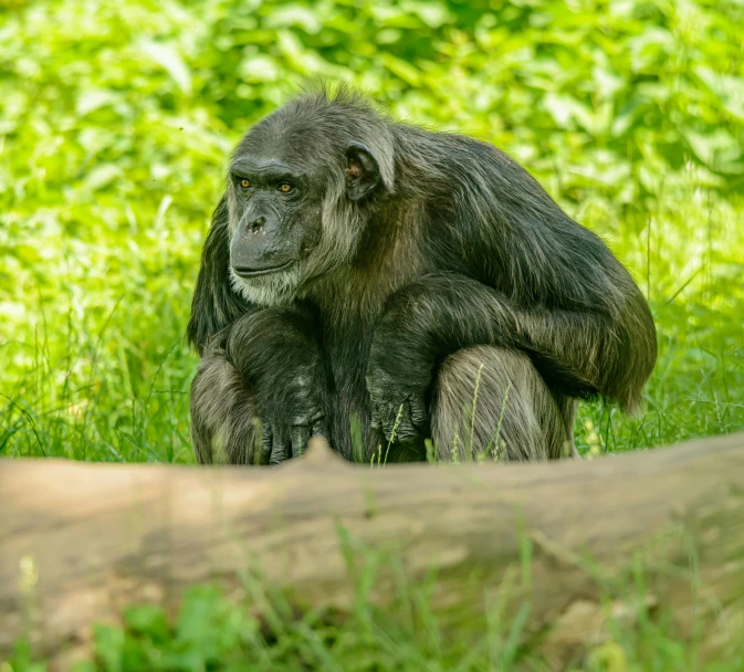 a small gray chimpan sitting by a fallen tree