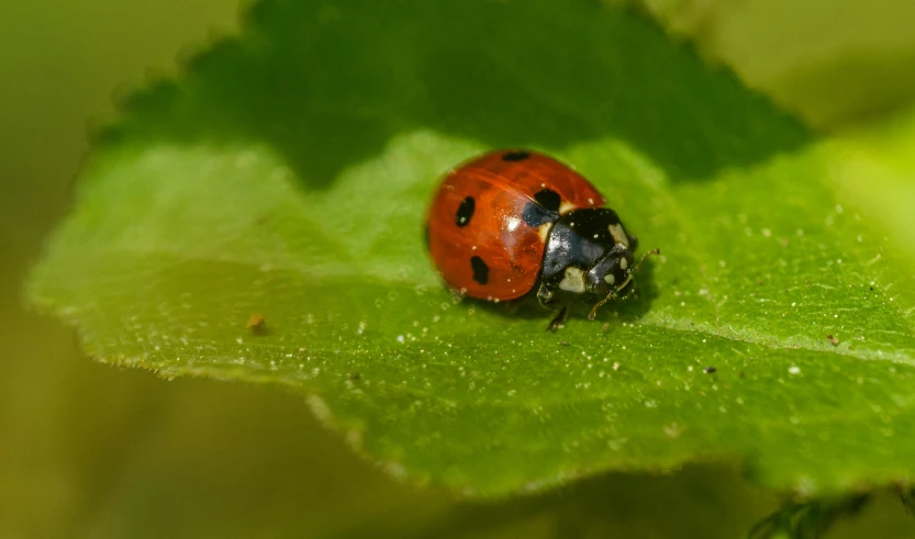 a close up of a ladybug on a green leaf