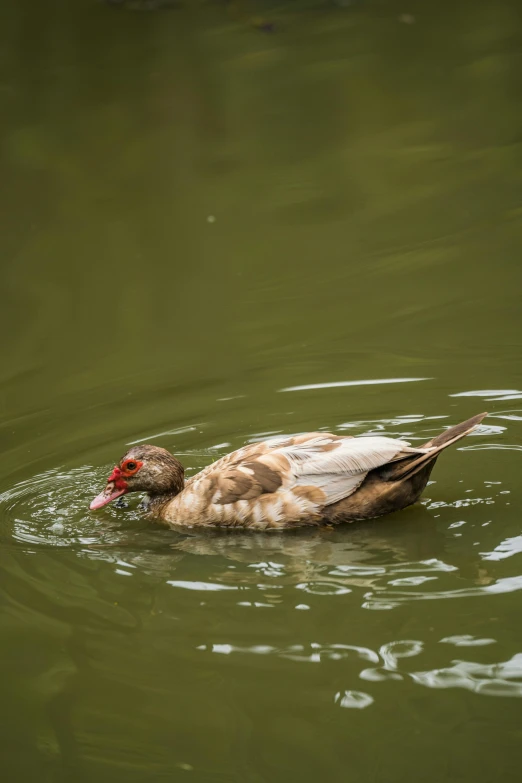 a duck floating in a pond of green water