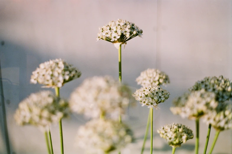 four different types of flowers with their petals slightly down