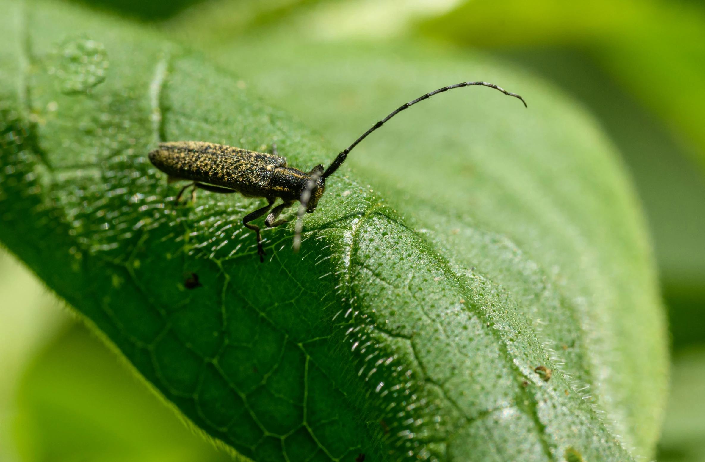a small insect is on a green leaf