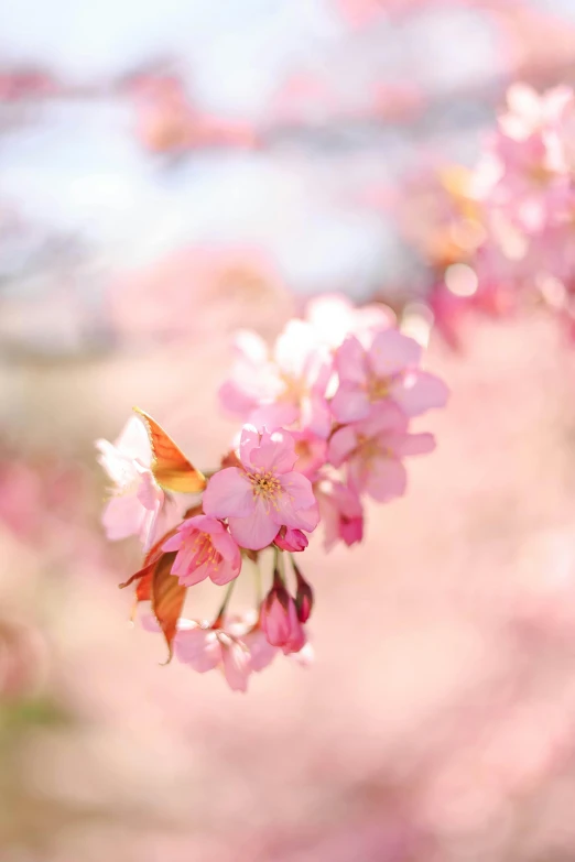 some pink flowers and orange erfly are by some water