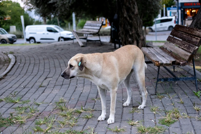 a dog standing on the ground next to a bench