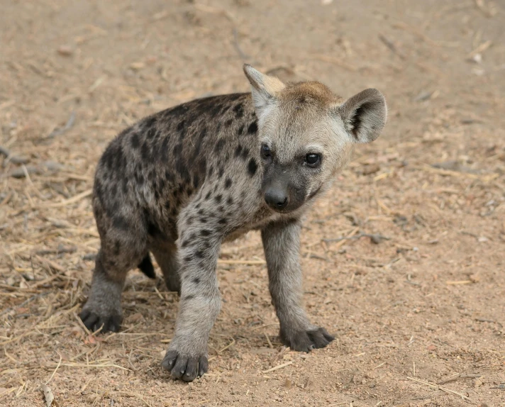 a young spotted hyena on the dusty floor