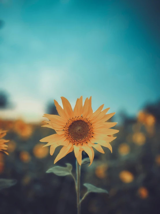 two yellow sunflowers are on a blue sky day