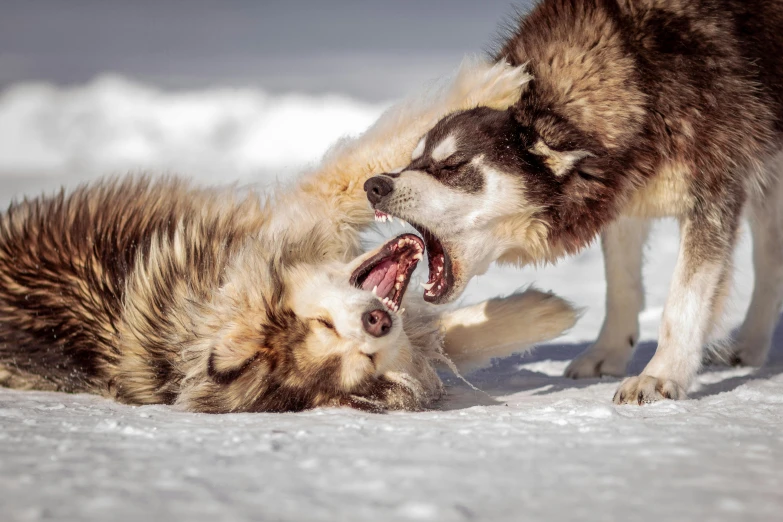 two wolfs wrestling in the snow for a game