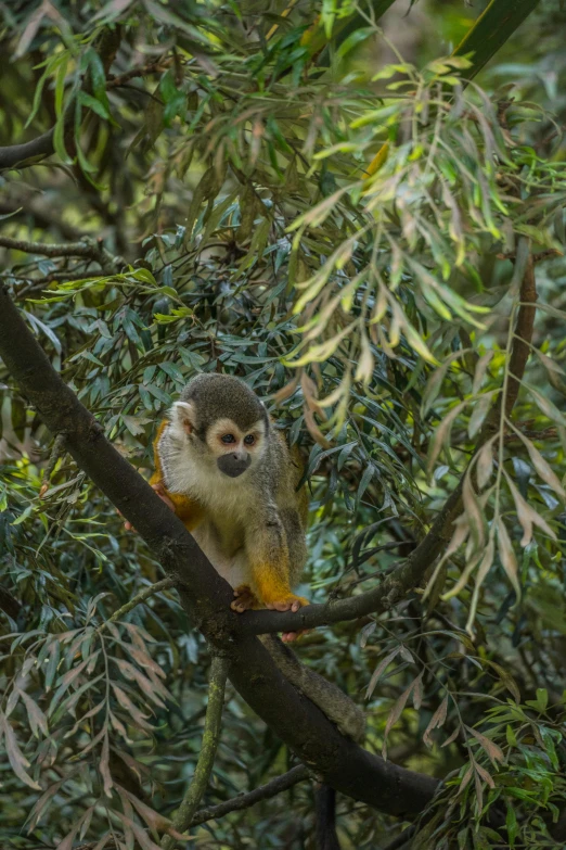 a squirrel sits on a tree nch with leaves