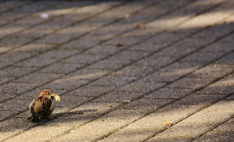 an angry little bird standing on bricked pavement