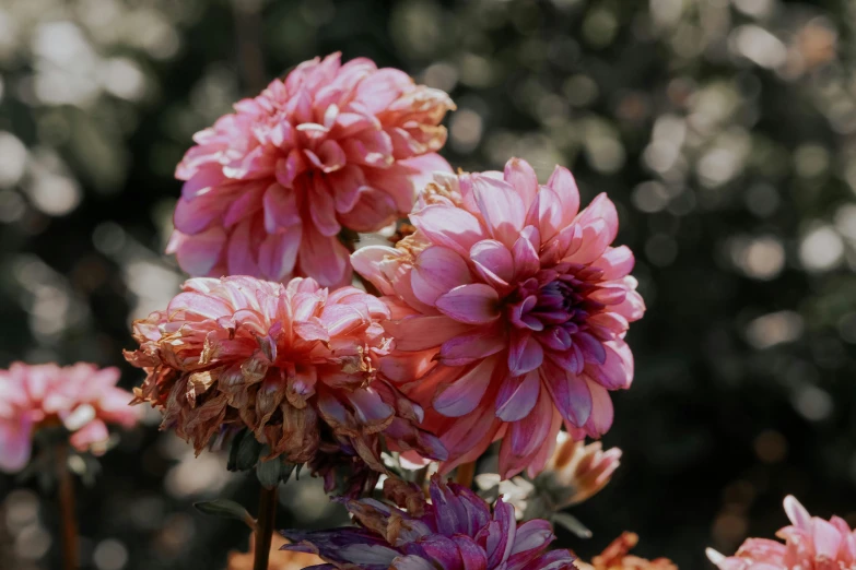 pink flowers grow in the middle of a group