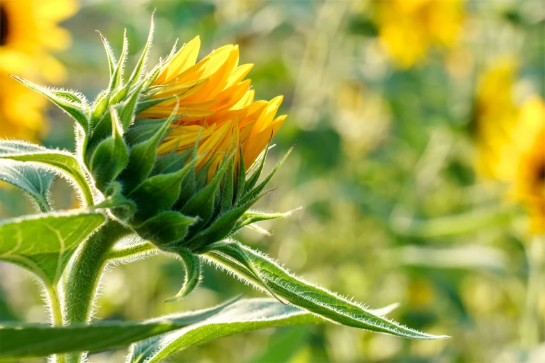 there is a yellow flower in the middle of a field