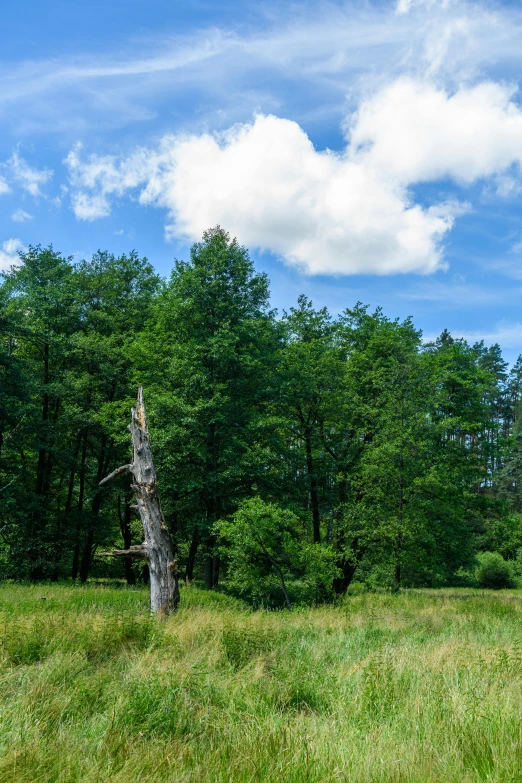 a giraffe standing next to a tree in a field