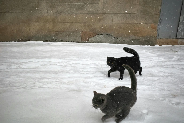 two cats that are walking in the snow