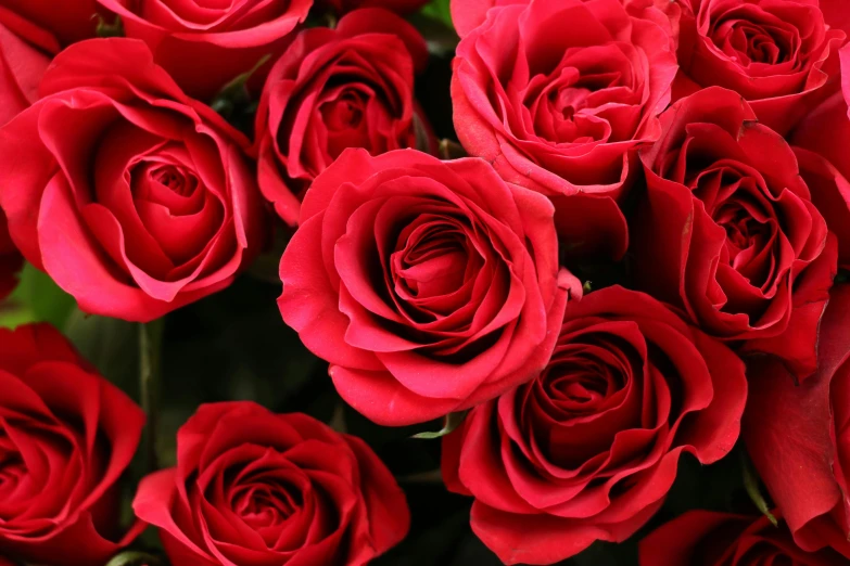 red roses sit in a bouquet with green stems